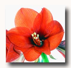 Julamaryllis